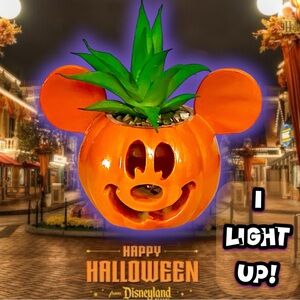 Disney Halloween Mickey Mouse Light-Up Jack-o-Lantern Faux Succulent